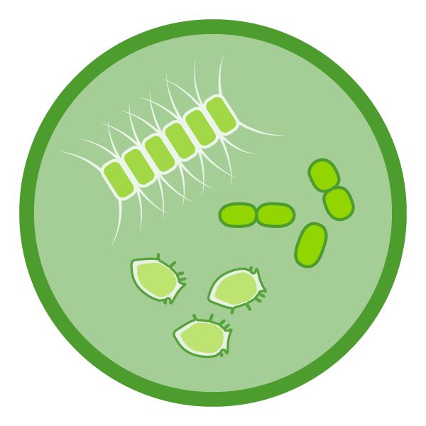 :img Phytoplankon icon made by EDAB, 15%
