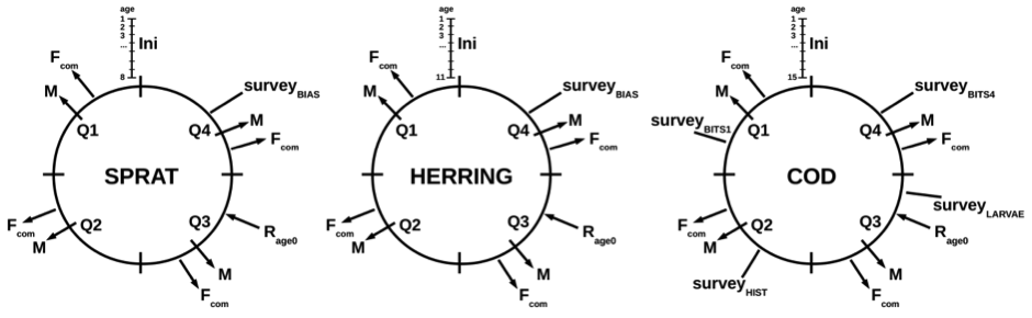 Baltic Gadget timing conceptual model from ICES WGSAM 2019