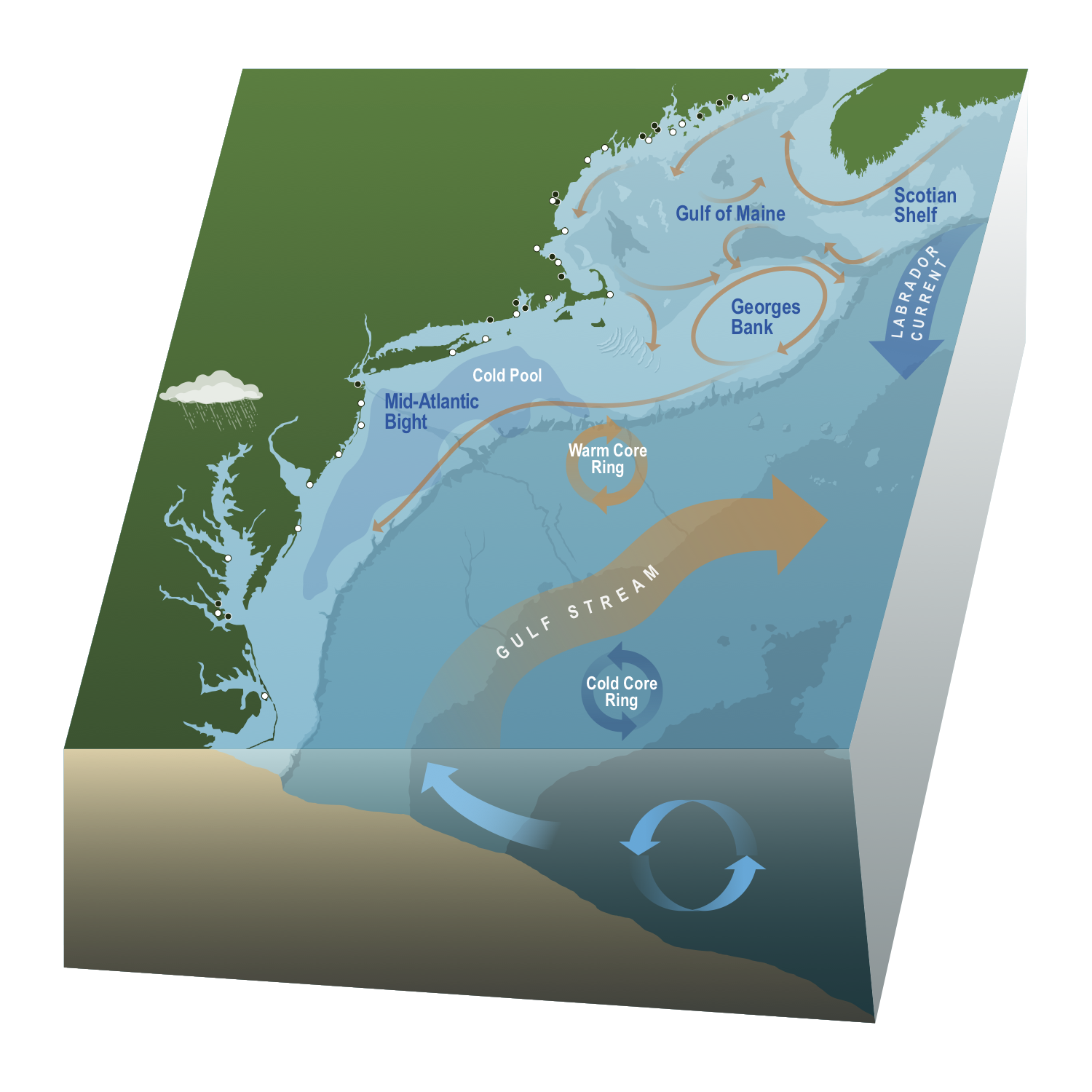 :img Three dimensional map of the Northeast US shelf showing major bottom, current, and other oceanographic features: Mid-Atlantic bight with the cold pool, circulation on Georges Bank and in the Gulf of Maine, the Scotian Shelf off Canada, the Labrador Current coming from the North and the Gulf Stream offshore with associated warm core and cold core rings spinning off. Precipitation over land affects water quality in the Chesapeake Bay., 120%