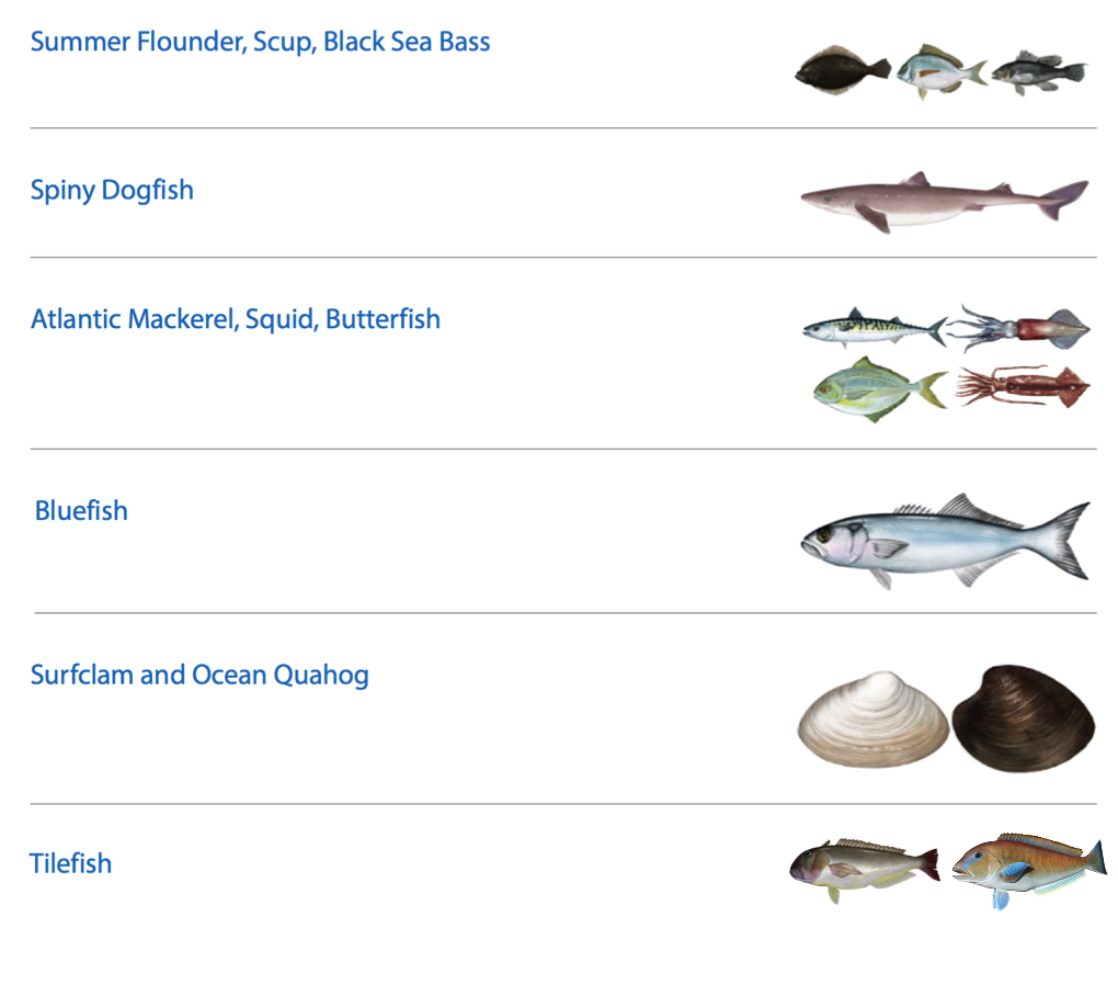 MAFMC fishery management plans and species