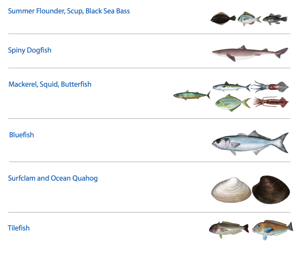 :img MAFMC fishery management plans and species, 95%