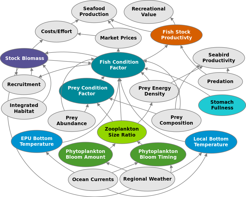 :img Same diagram as on the left, but with only phytoplankton, temperature, stomach fullness, condition, biomass, and stock productivity highlighted 