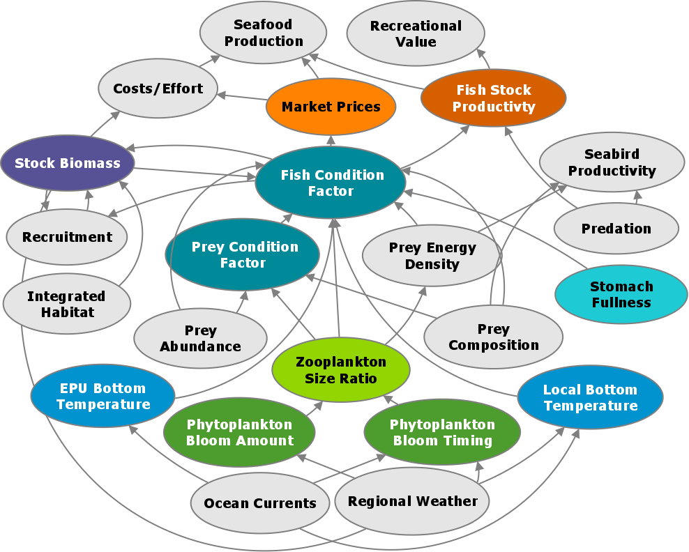 :img Same diagram as on the left, but with only phytoplankton, temperature, stomach fullness, condition, biomass, and stock productivity highlighted 