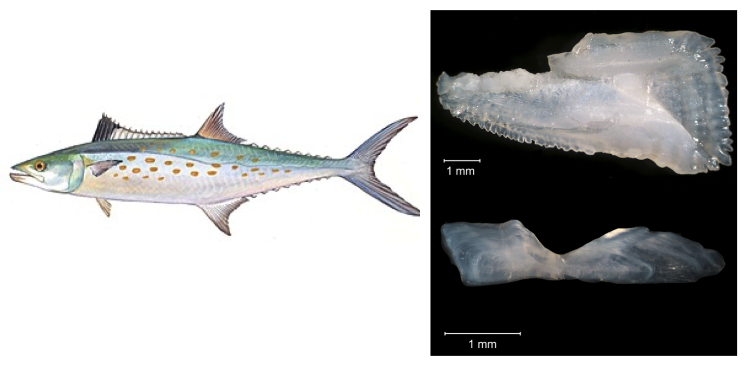 :img Spanish mackerel with otoliths for ageing, 100%