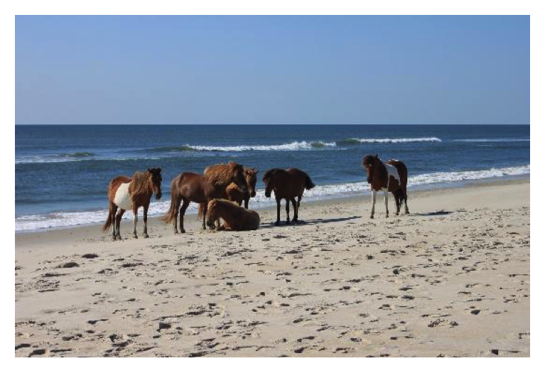 :img ponies, 60%