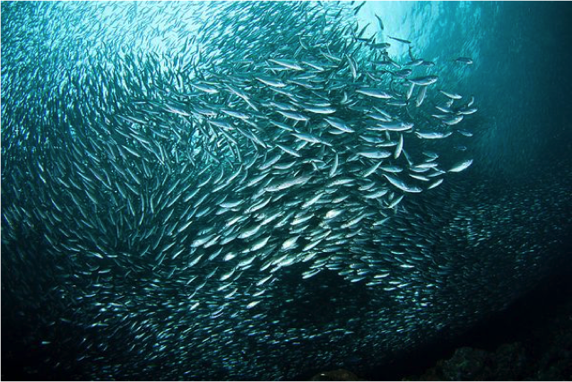 :img school of forage fish