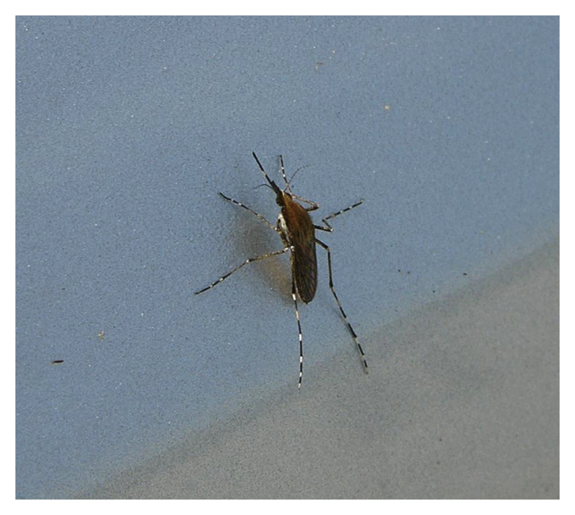 :img Aedes solicitans, 50%