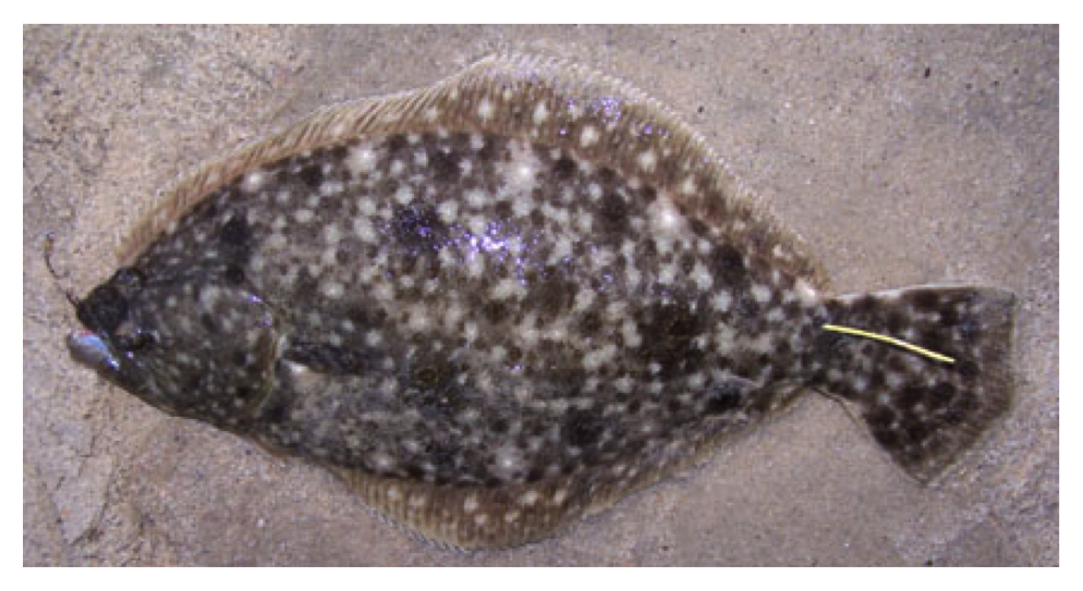 :img summer flounder with tag, 100%